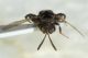 Chalcididae2.jpg
