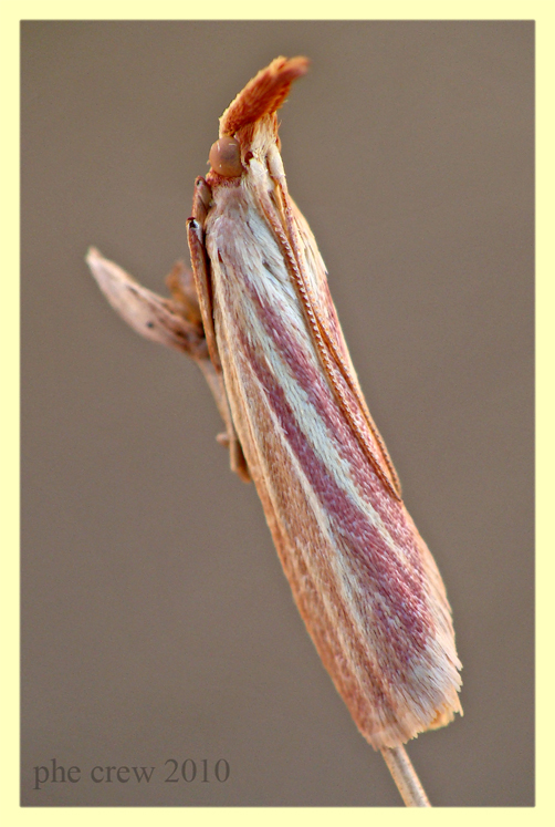 Pyralidae - Anzio - 18.7.2010 (1).JPG