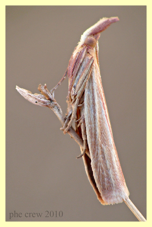 Pyralidae - Anzio - 18.7.2010.JPG