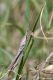 DSC_3019n.jpg
