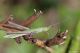 DSC_2917n.jpg