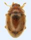 Coccinellidae_Olmedo_17-IX-2010_3mm.jpg