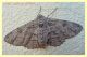 geometridae.JPG