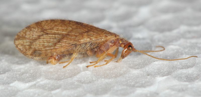 Hemerobidae1.JPG