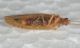 Hemerobidae2.JPG