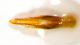 Anthaxia_tenellaIMG_7920_C00684.jpg