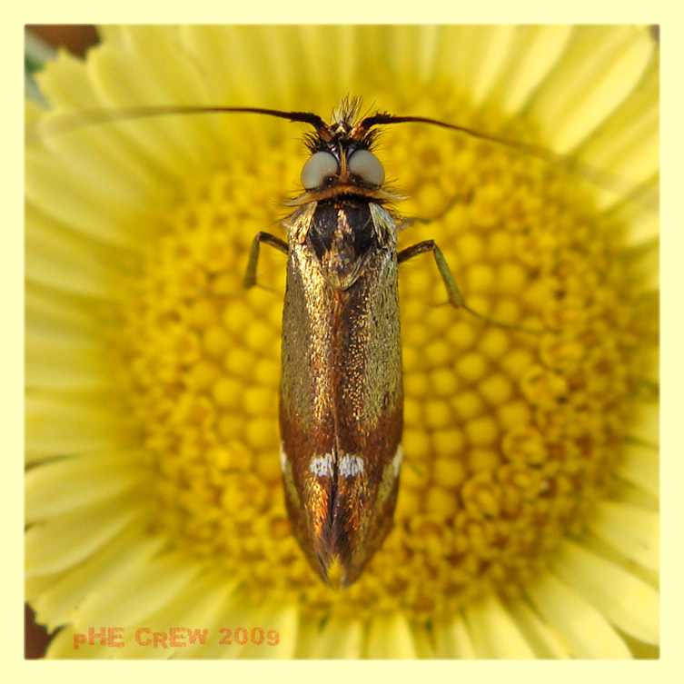 nemophora.JPG