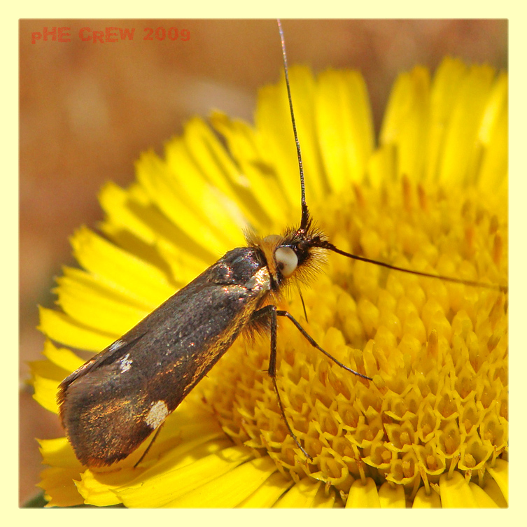 nemophora (1).JPG