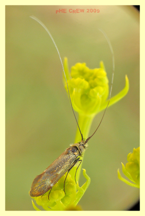 nemophora (2).JPG