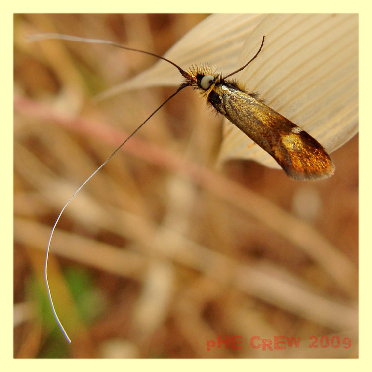 nemophora (3).JPG