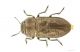 Anthaxia_IMG_6502_C00676.JPG