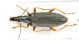 Stenostoma_rostratumIMG_6674_C00731.jpg