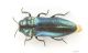 Meliboeus_violaceusIMG_6715_C00752.JPG