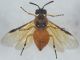 Argia sp3.JPG
