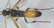 Ichneumonidae5.JPG