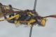 Ichneumonidae2.JPG