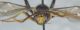 Ichneumonidae1.JPG
