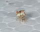Larva di Neurottero2.JPG