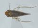 Cicadella su Edera1.JPG