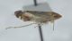 Cicadella su Edera2.JPG