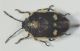 Eurydema oleracea1.JPG