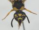 Eumenidae da ID4.JPG