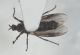 Dilophus sp4.JPG
