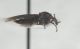 Dilophus sp2.JPG