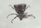 Dilophus sp3.JPG