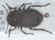 Asida sp1.JPG