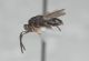 Cynipidae1.JPG