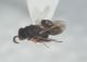 Cynipidae2.JPG