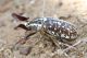 Polyphylla_boryiIMG_9315.JPG
