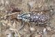 Polyphylla_boryiIMG_9320.JPG
