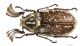 Polyphylla_boryi_s_C00919.JPG
