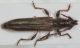 Cerambycidae ID1.JPG