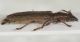 Cerambycidae ID2.JPG