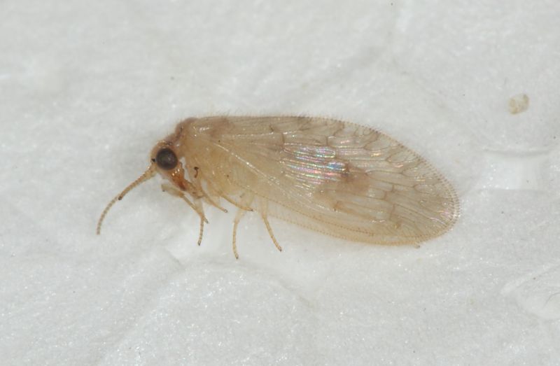 Hemerobiidae ID1.JPG