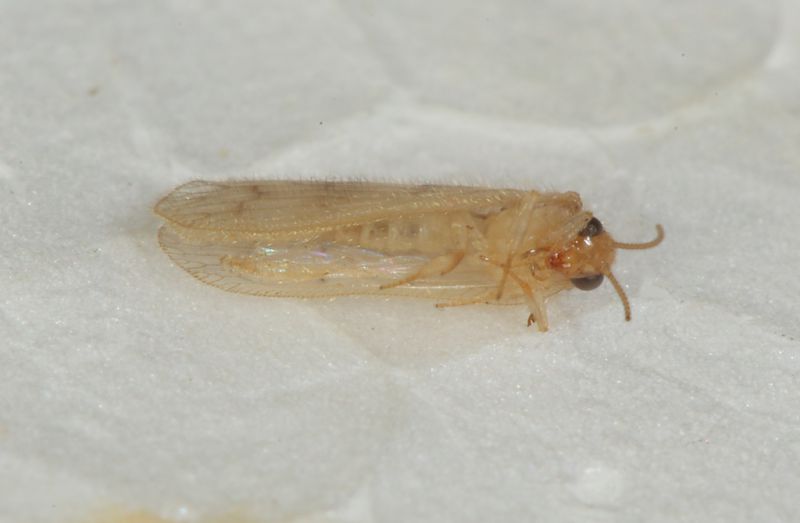 Hemerobiidae ID2.JPG