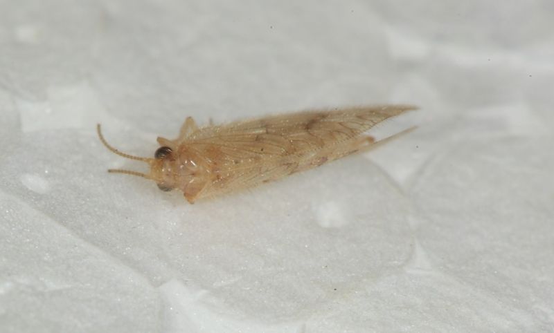 Hemerobiidae ID3.JPG