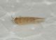 Hemerobiidae ID4.JPG