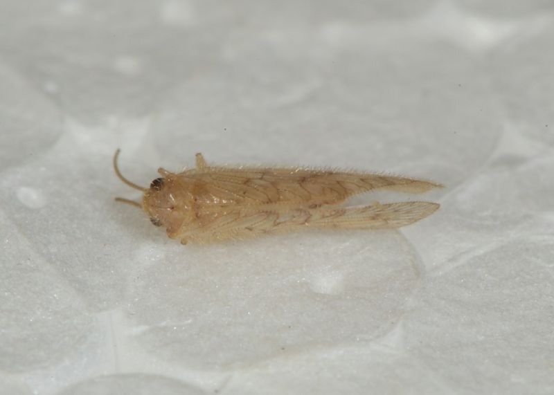 Hemerobiidae ID4.JPG