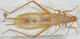 Oecanthus pellucens1.JPG
