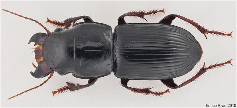 carabidae_fontanebianche_lo.jpg