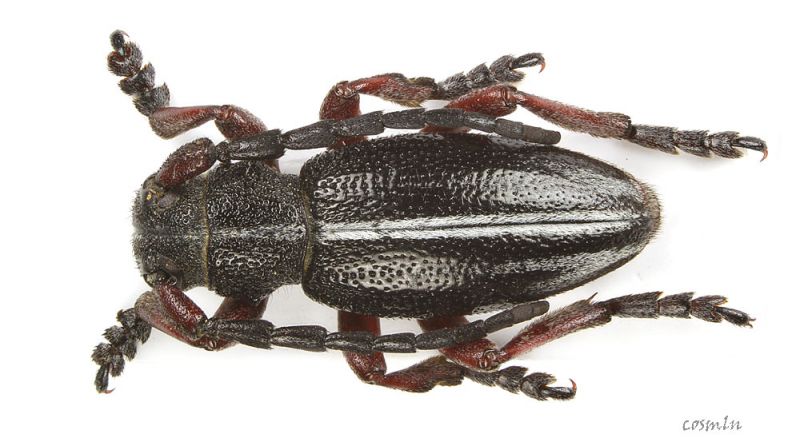 Pedestredorcadion_pedestre_s_C00786.JPG