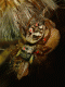 salticidae.gif