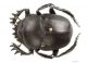 Scarabaeus_typhon_s_C00788.JPG