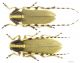 Agapanthia_kirbyi_m_f.jpg