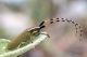 Agapanthia_kirbyiIMG_8917.jpg