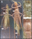 Oecanthus.gif